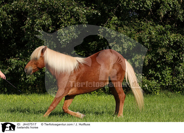 Islnder / Icelandic horse / JH-07517