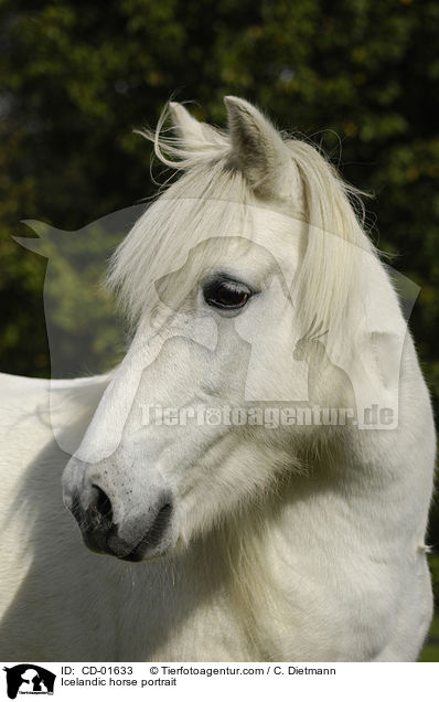 Icelandic horse portrait / CD-01633