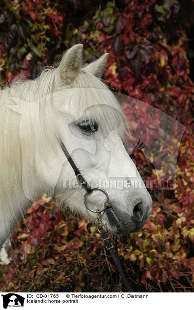 Islnder Portrait / Icelandic horse portrait / CD-01765