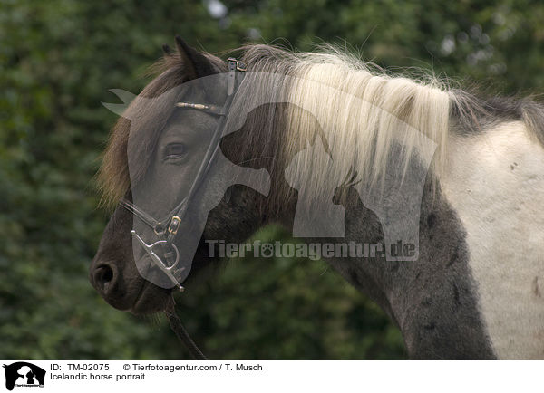 Islnder Portrait / Icelandic horse portrait / TM-02075