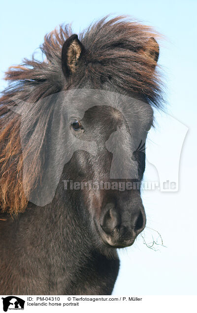 Icelandic horse portrait / PM-04310
