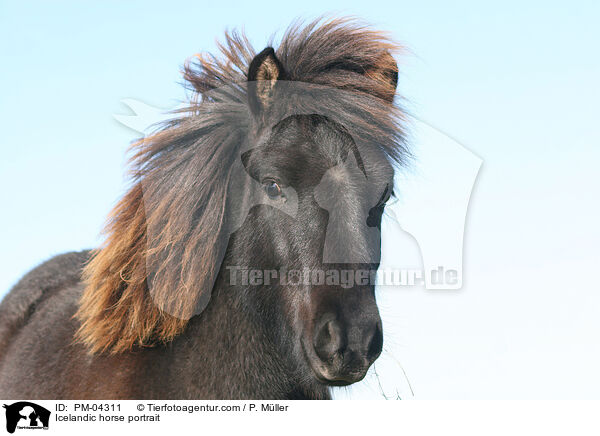 Islnder Portrait / Icelandic horse portrait / PM-04311