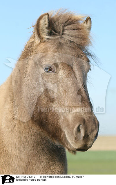 Islnder Portrait / Icelandic horse portrait / PM-04312