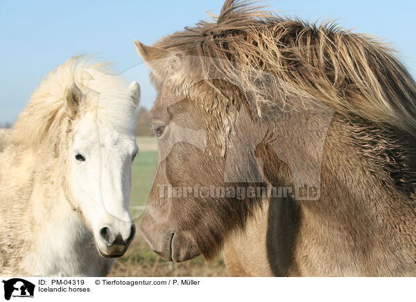 Islnder / Icelandic horses / PM-04319