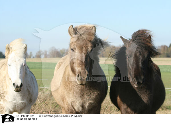 Islnder / Icelandic horses / PM-04321