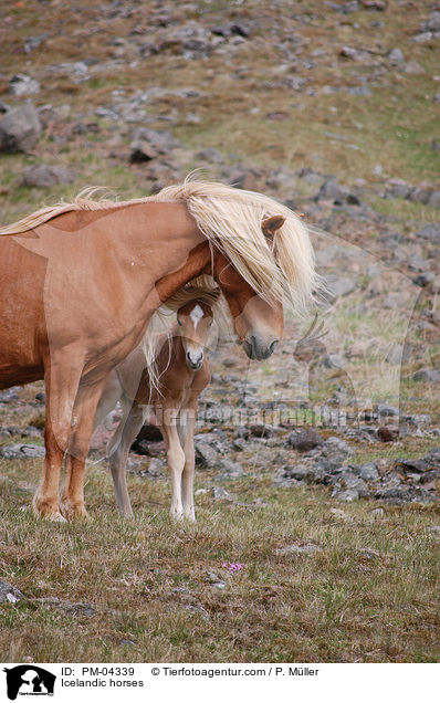 Islnder / Icelandic horses / PM-04339