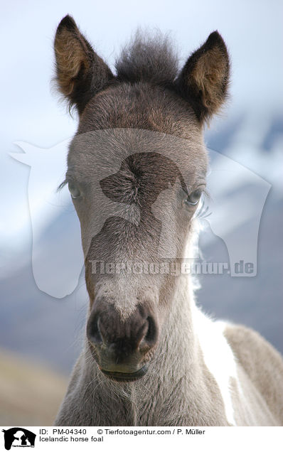 Islnder Fohlen / Icelandic horse foal / PM-04340