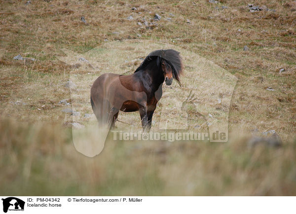 Icelandic horse / PM-04342