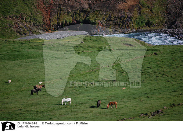 Icelandic horses / PM-04348