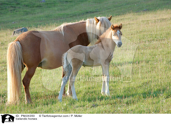 Icelandic horses / PM-04350