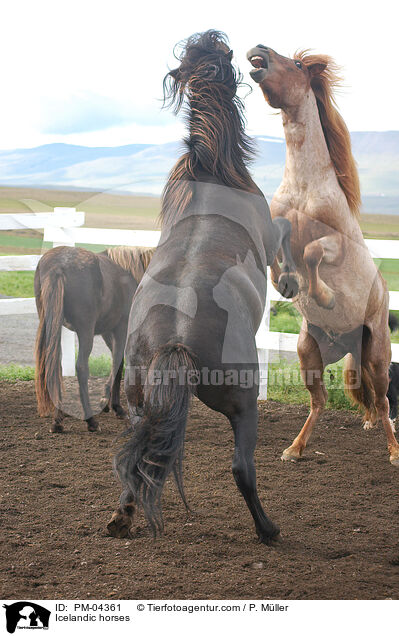 Islnder / Icelandic horses / PM-04361