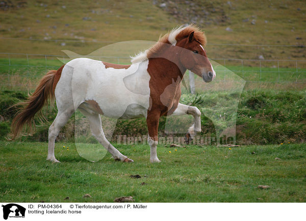 tltender Islnder / trotting Icelandic horse / PM-04364