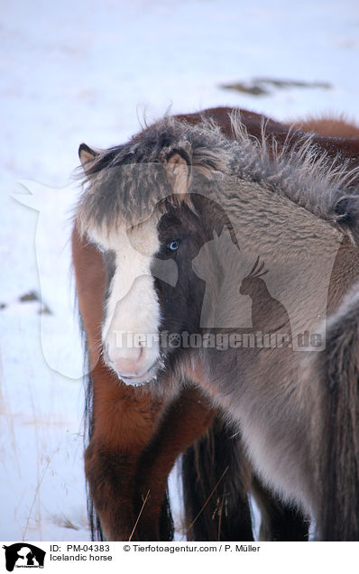 Islnder / Icelandic horse / PM-04383