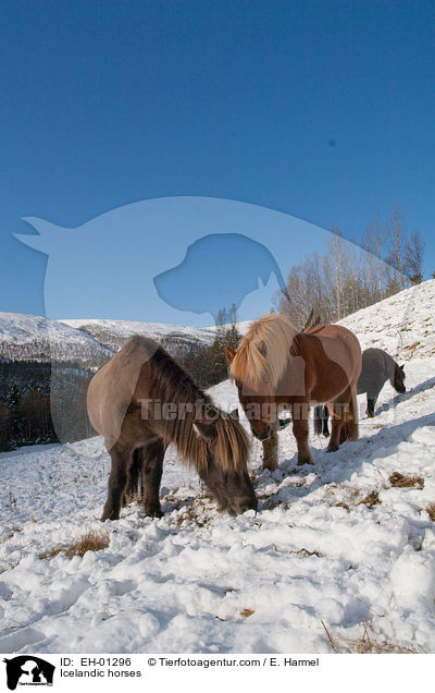 Islnder / Icelandic horses / EH-01296