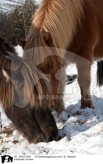 Islnder / Icelandic horses / EH-01297