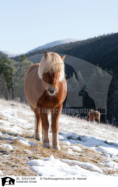 Islnder / Icelandic horse / EH-01309