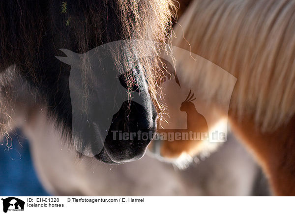 Icelandic horses / EH-01320