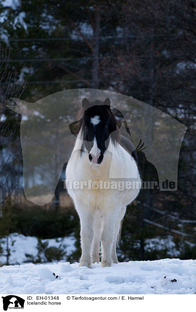Icelandic horse / EH-01348