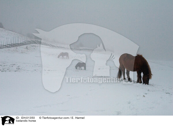 Icelandic horse / EH-01350