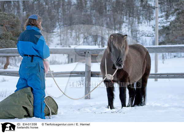 Icelandic horse / EH-01356