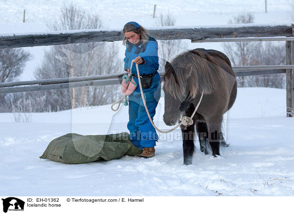 Icelandic horse / EH-01362