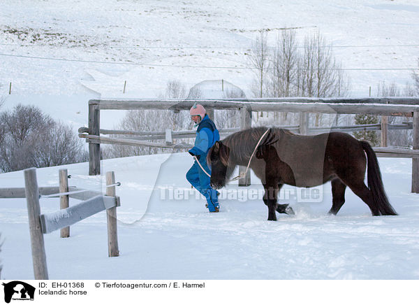 Icelandic horse / EH-01368