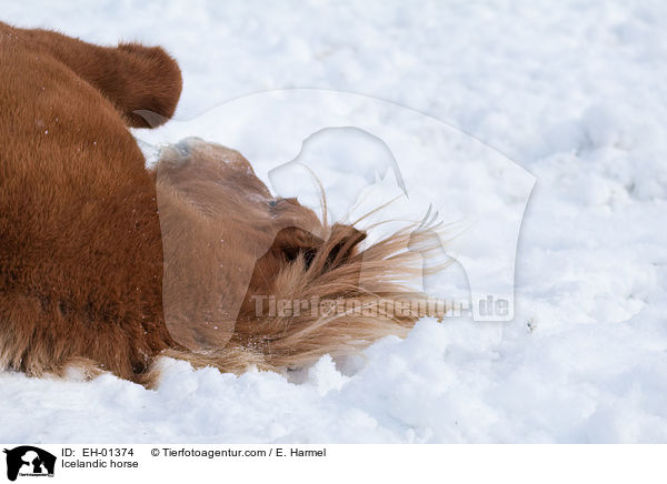Islnder / Icelandic horse / EH-01374
