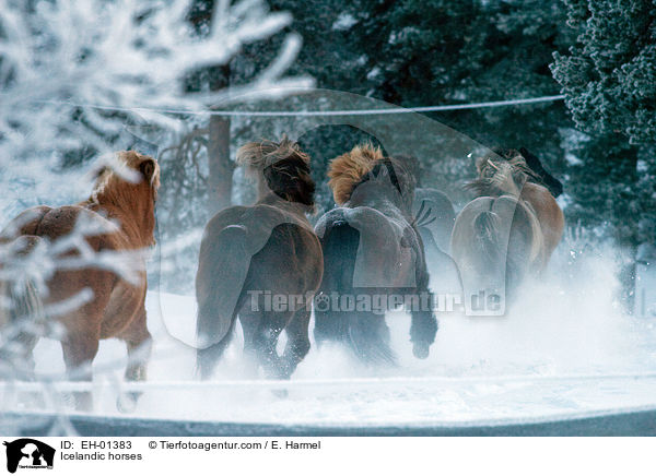 Icelandic horses / EH-01383