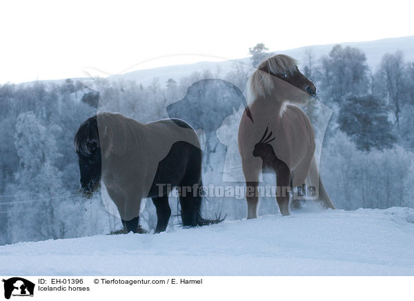Islnder / Icelandic horses / EH-01396