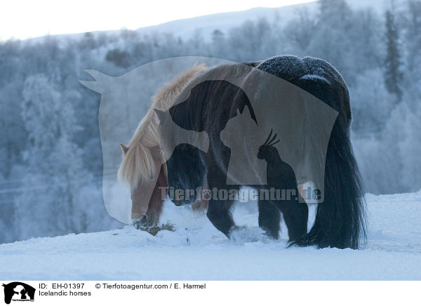 Icelandic horses / EH-01397