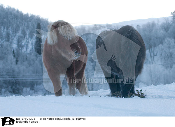 Icelandic horses / EH-01398