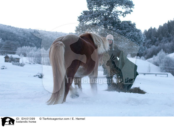 Islnder / Icelandic horse / EH-01399