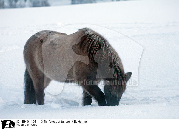 Islnder / Icelandic horse / EH-01404