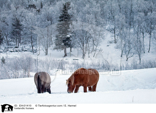 Islnder / Icelandic horses / EH-01410