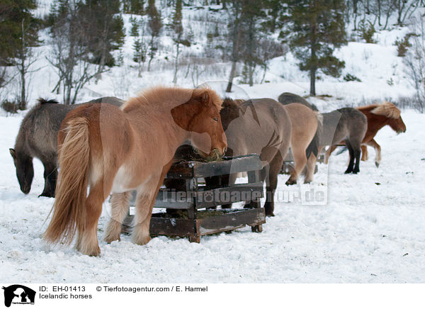 Islnder / Icelandic horses / EH-01413