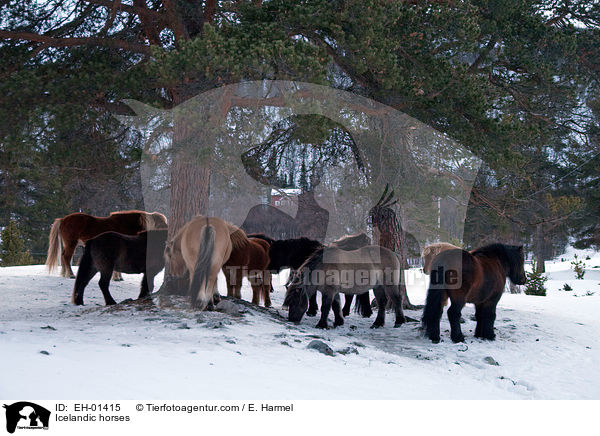Islnder / Icelandic horses / EH-01415
