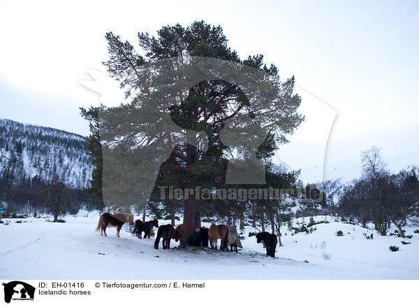 Islnder / Icelandic horses / EH-01416