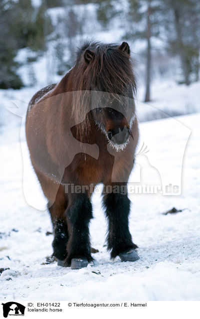 Islnder / Icelandic horse / EH-01422