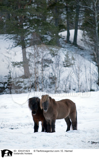 Islnder / Icelandic horses / EH-01423