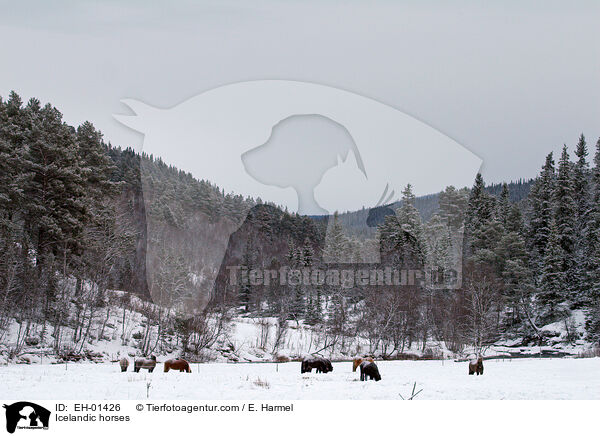 Islnder / Icelandic horses / EH-01426