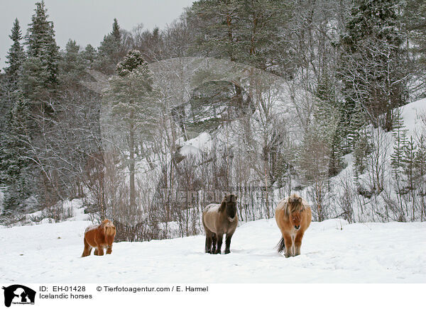 Islnder / Icelandic horses / EH-01428