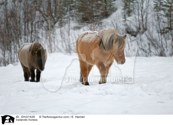 Islnder / Icelandic horses / EH-01429