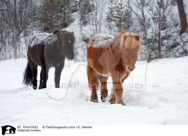 Islnder / Icelandic horses / EH-01432