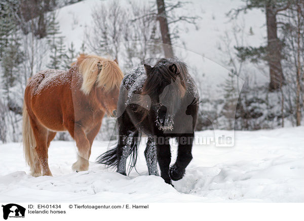 Islnder / Icelandic horses / EH-01434