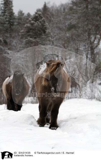 Islnder / Icelandic horses / EH-01435