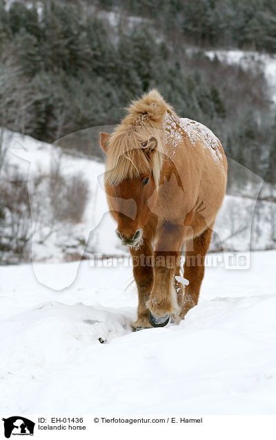 Islnder / Icelandic horse / EH-01436