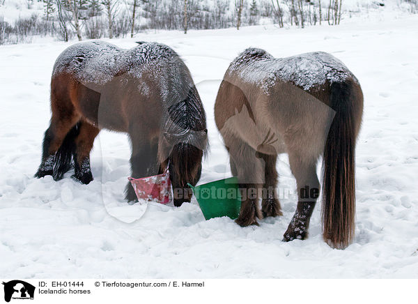 Islnder / Icelandic horses / EH-01444