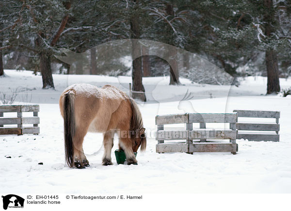 Islnder / Icelandic horse / EH-01445