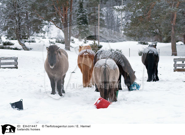 Islnder / Icelandic horses / EH-01447