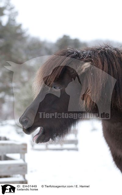 Islnder / Icelandic horse / EH-01449